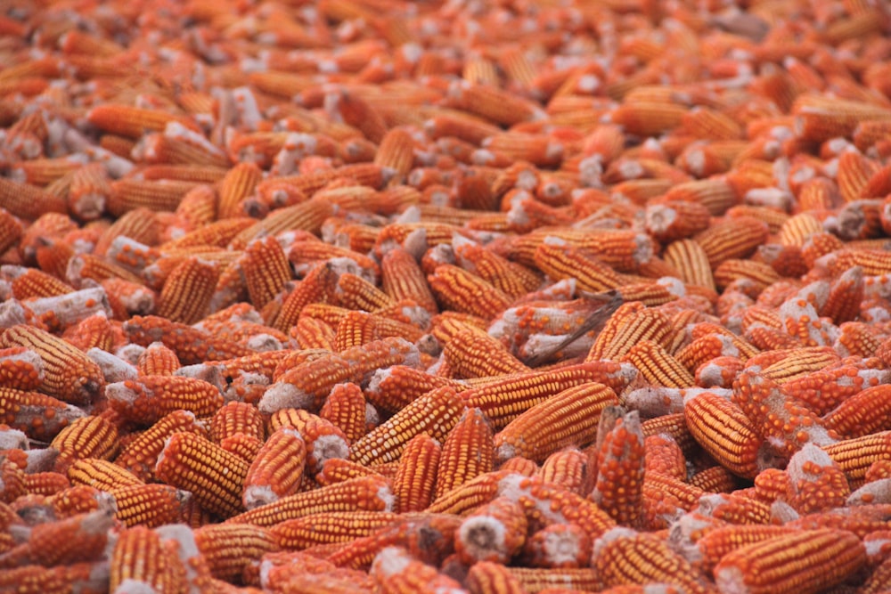 a large group of orange corn cobs