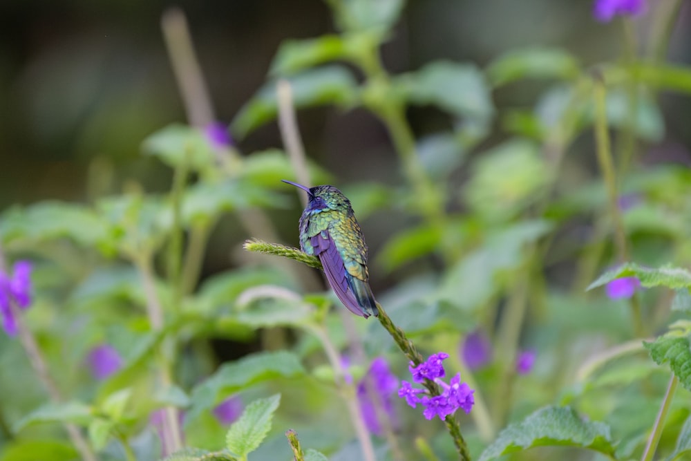 a small bird sitting on top of a purple flower