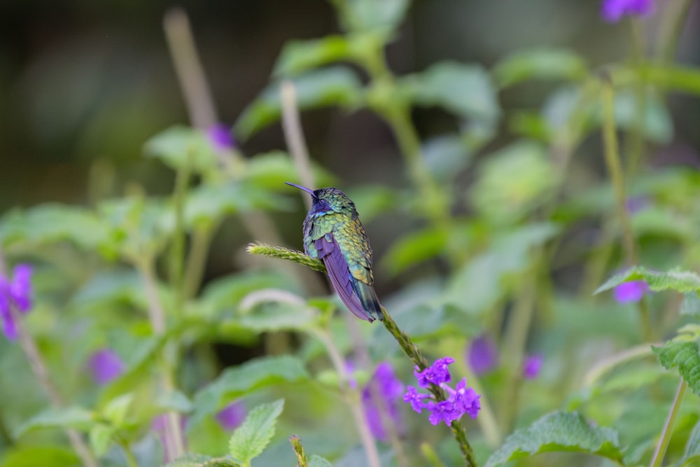 Un pequeño pájaro sentado encima de una flor púrpura