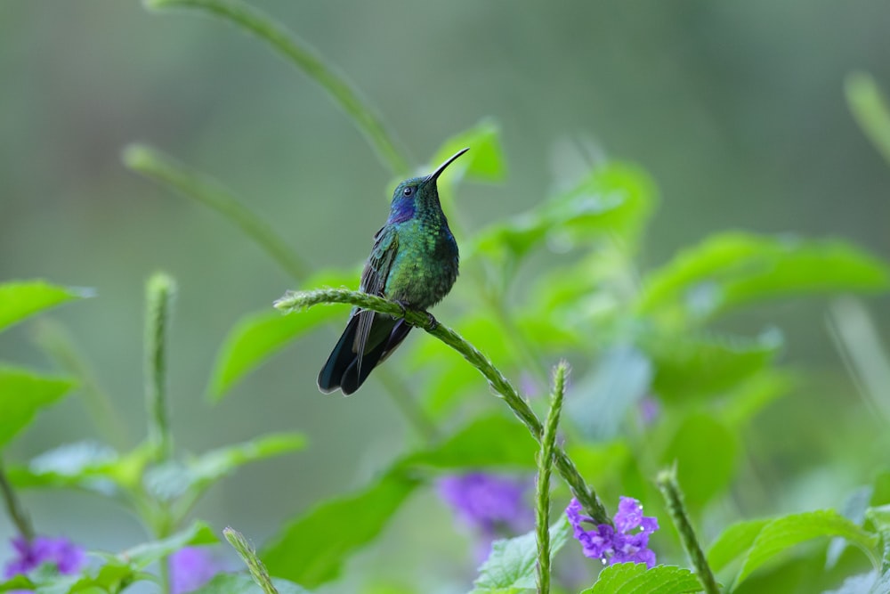 a hummingbird perched on a branch with purple flowers