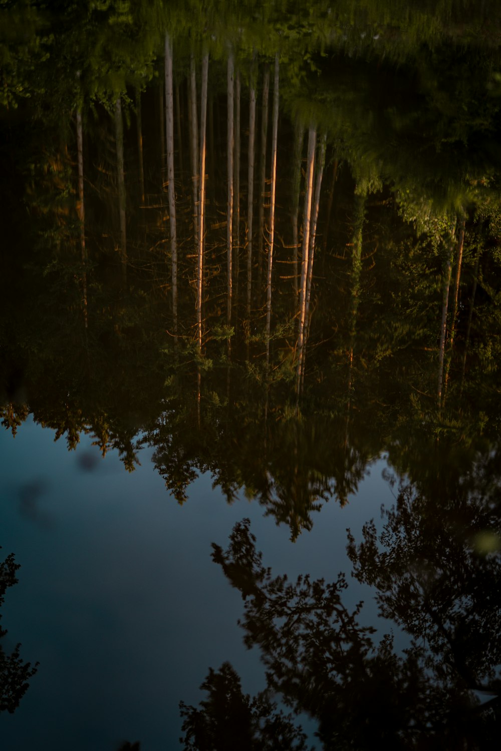 a group of trees reflected in a body of water