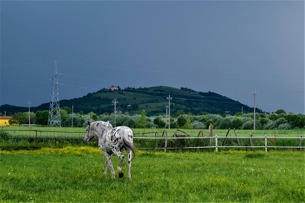 a horse standing in a field with a mountain in the background