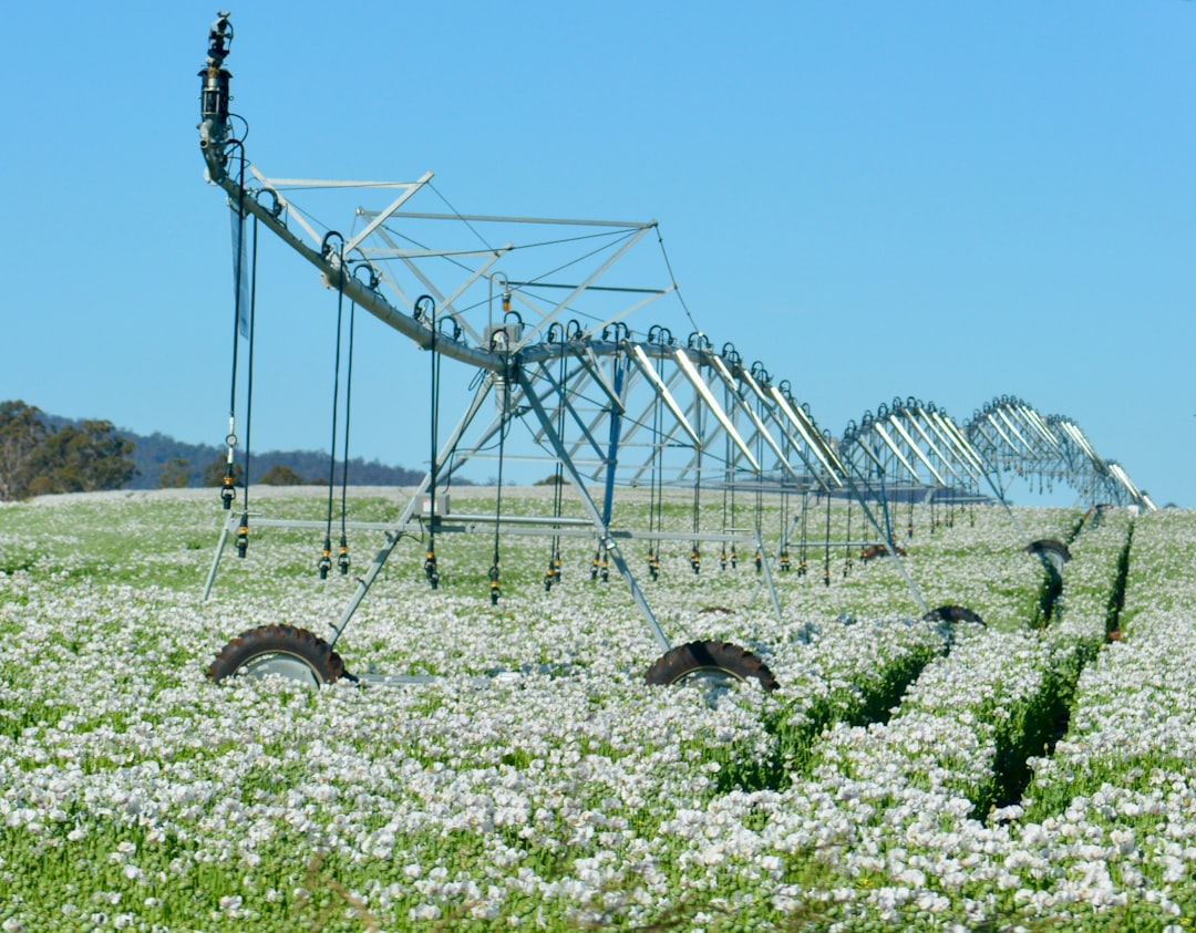 a field of flowers with a power line in the background, A centre-pivot irrigation system in an expansive field of white poppies near Launceston, Tasmania.