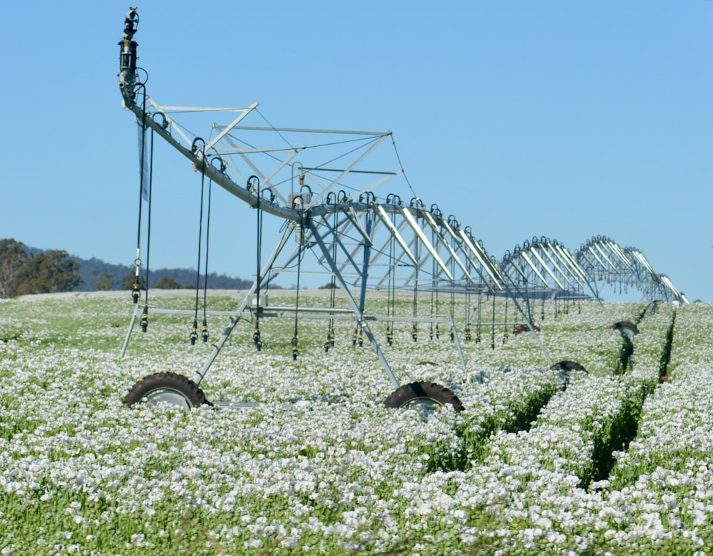 a field of flowers with a power line in the background