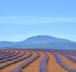 Lavender fields in Xinjiang under a clear blue sky.