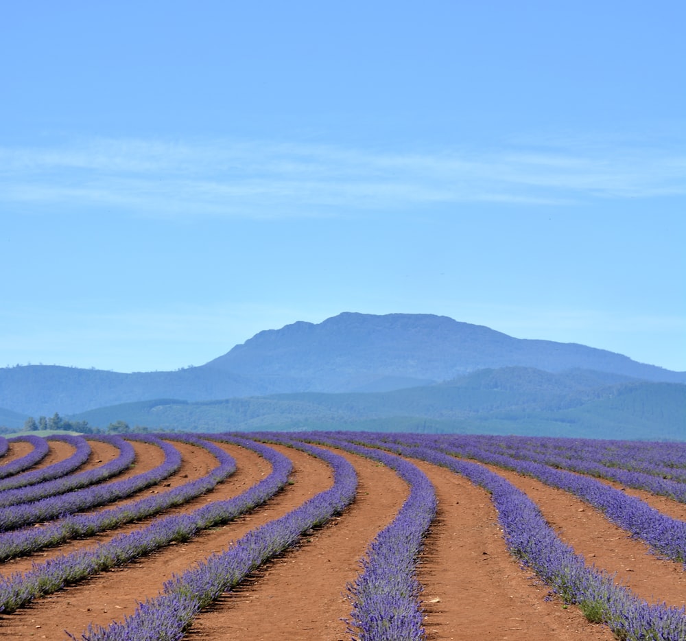 a field of lavender flowers with a mountain in the background