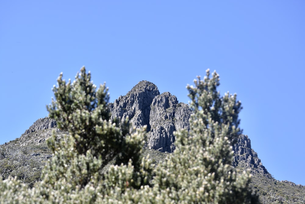 a view of a mountain with a tree in the foreground