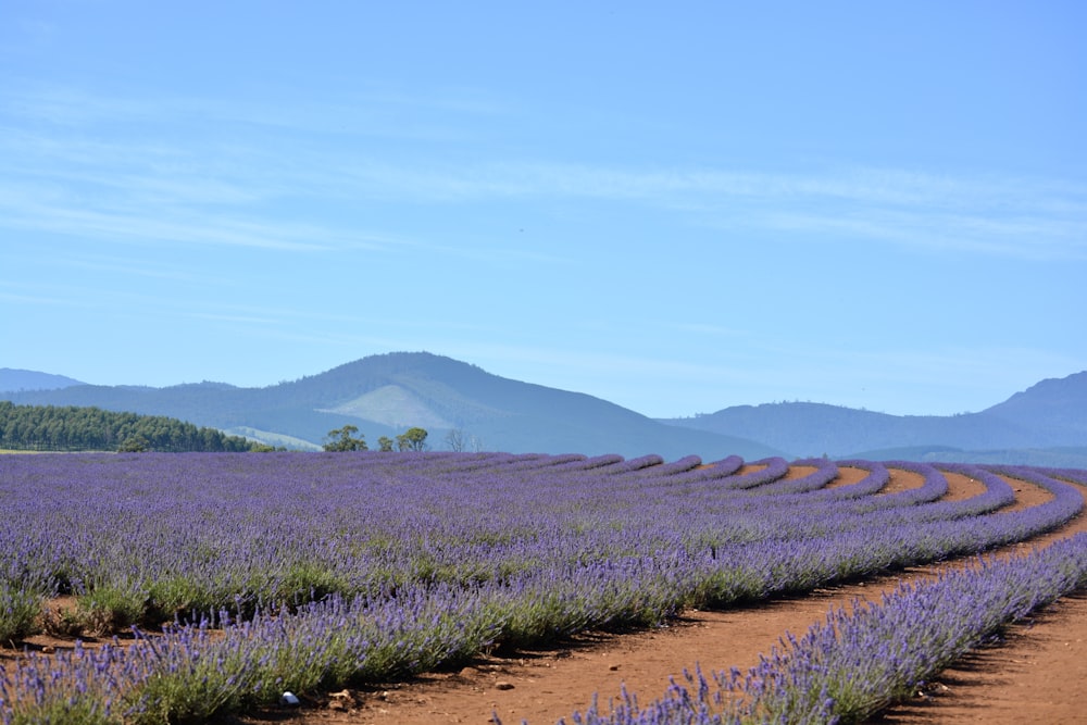 a field of lavender flowers with mountains in the background