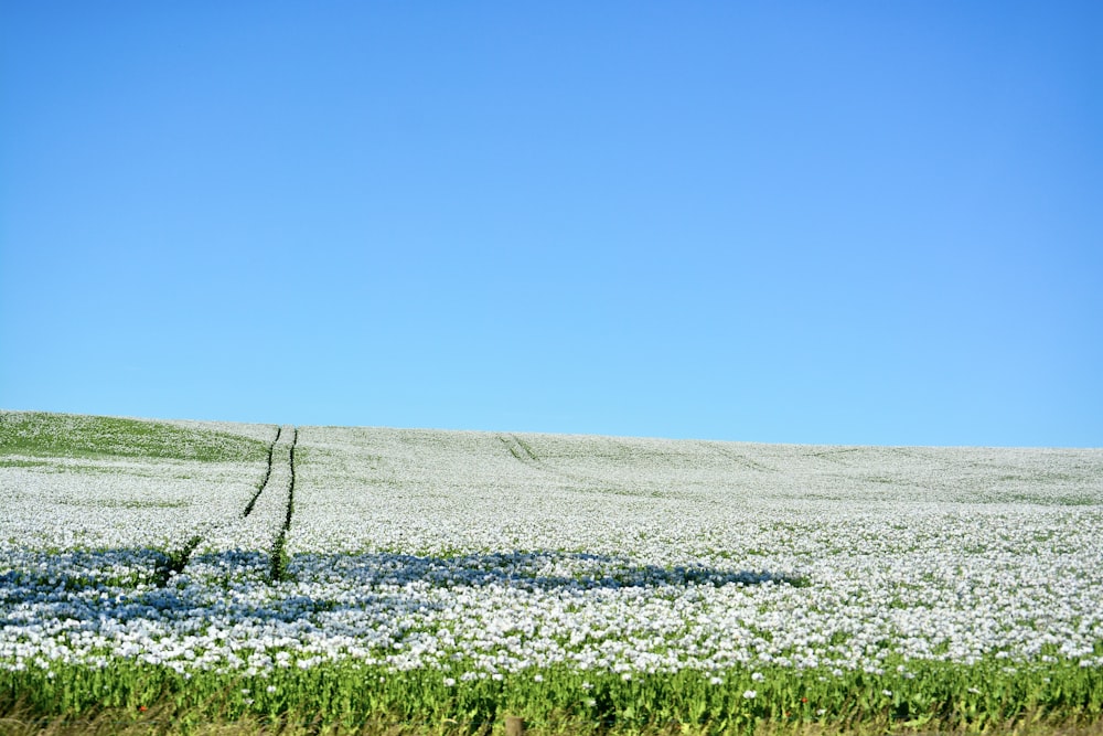 a field of flowers with a blue sky in the background
