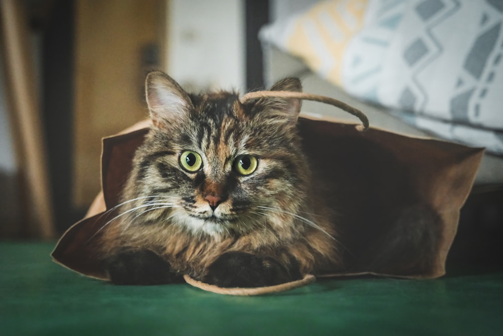 a cat sitting inside of a brown paper bag