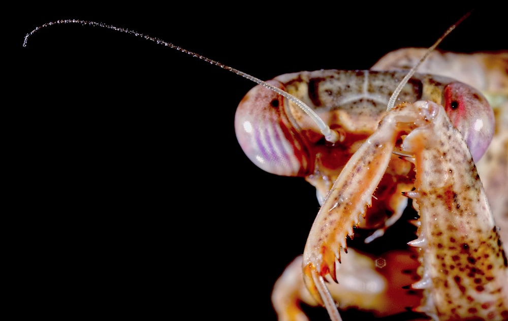 a close up of a shrimp on a black background