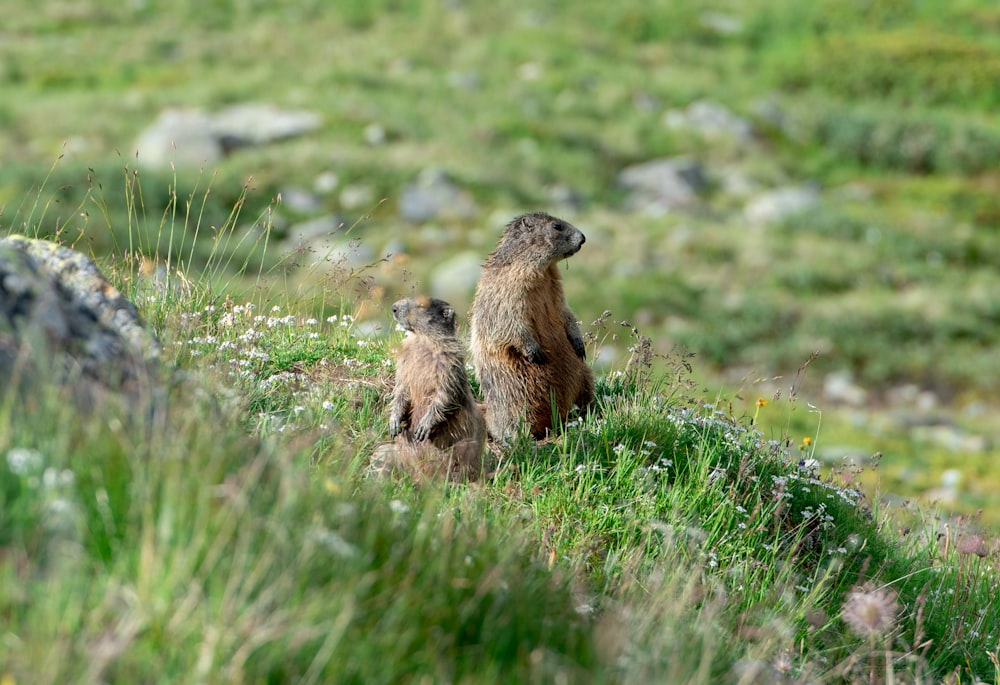 a couple of animals that are standing in the grass