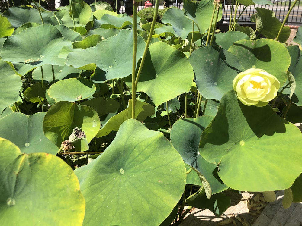 a large green plant with a yellow flower