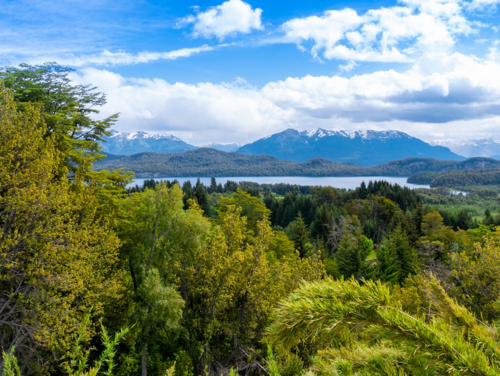 a scenic view of a lake surrounded by trees