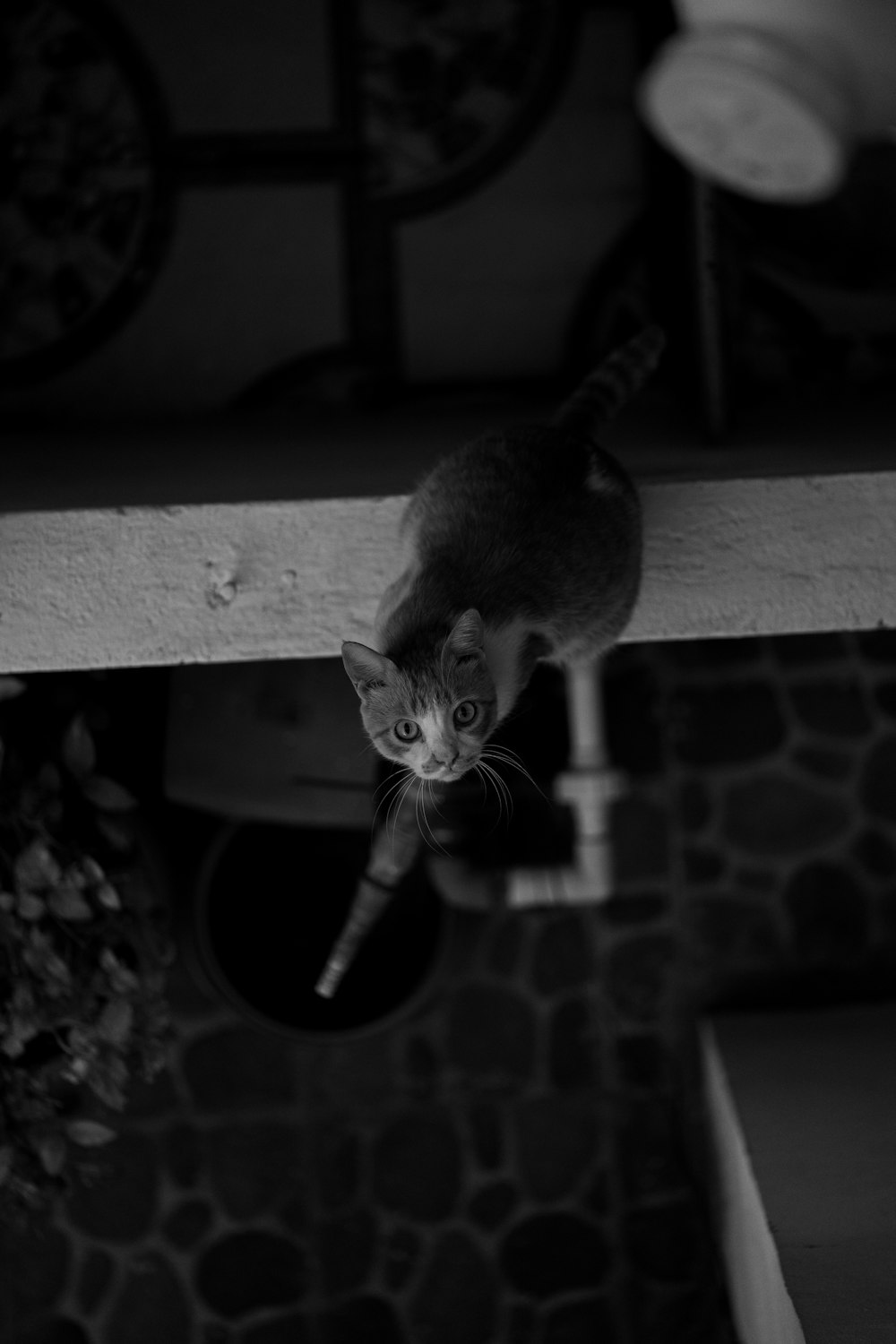 a black and white photo of a cat on a ledge
