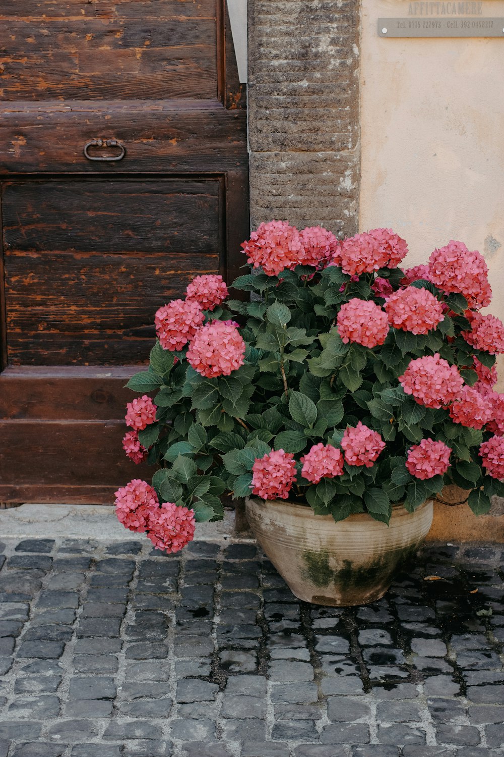 a potted plant with pink flowers in front of a door