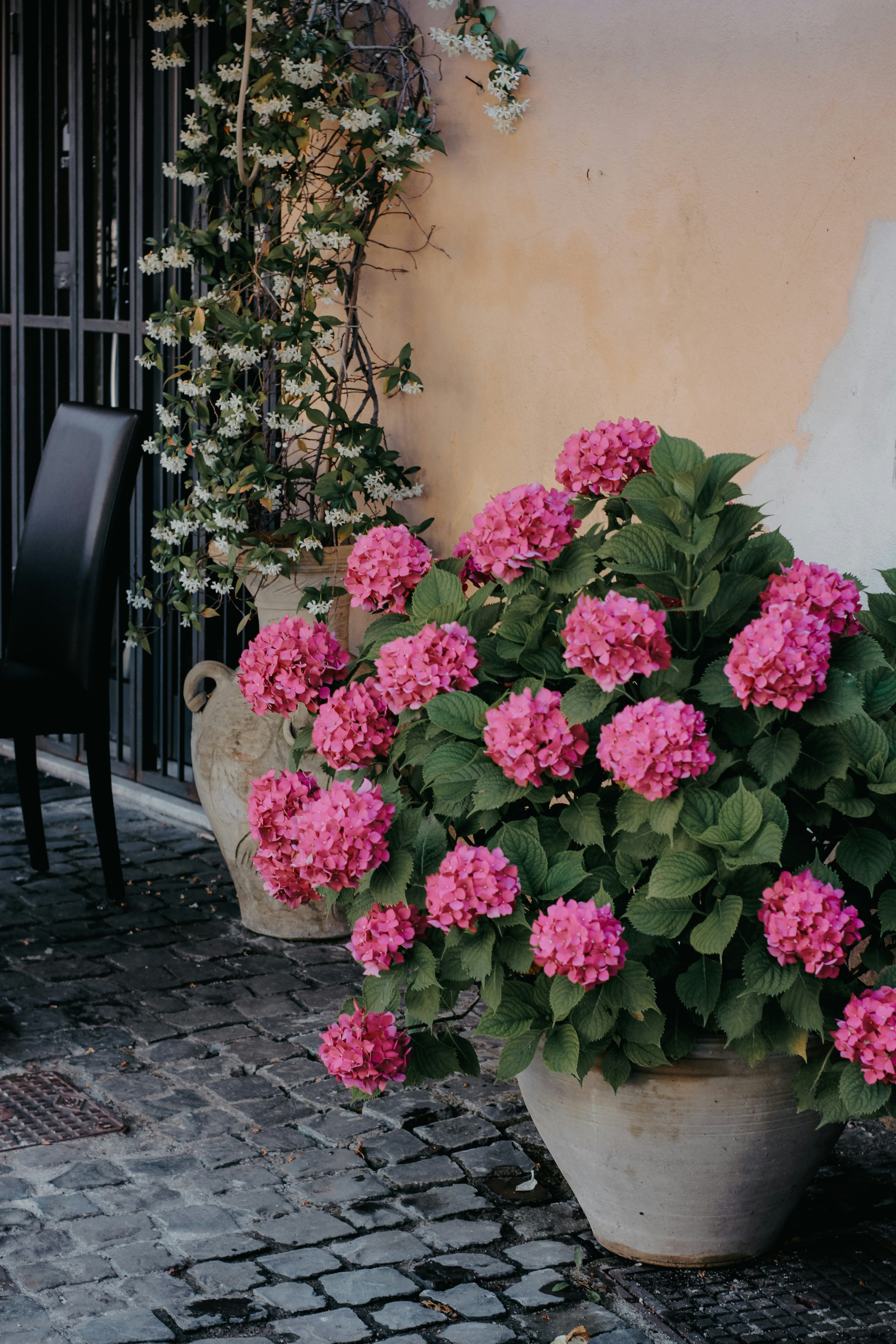 a potted plant with pink flowers on a cobblestone street