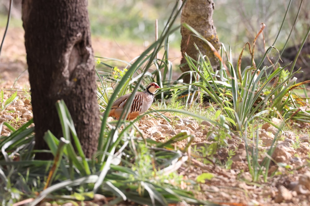 a small bird standing next to a tree