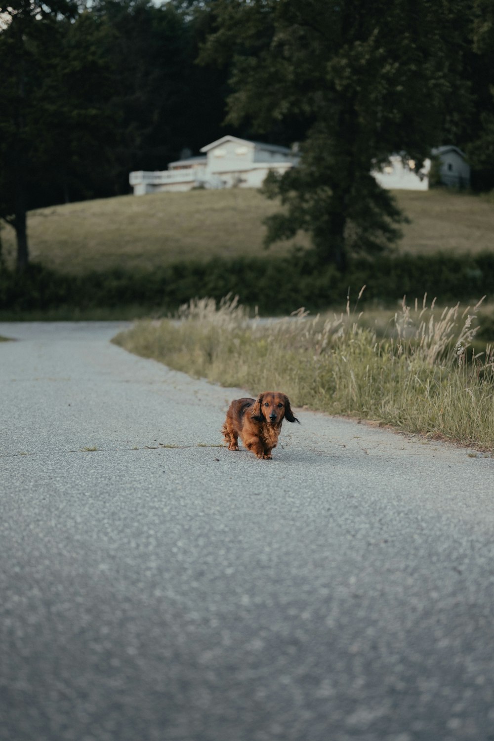 a small brown dog walking down a road