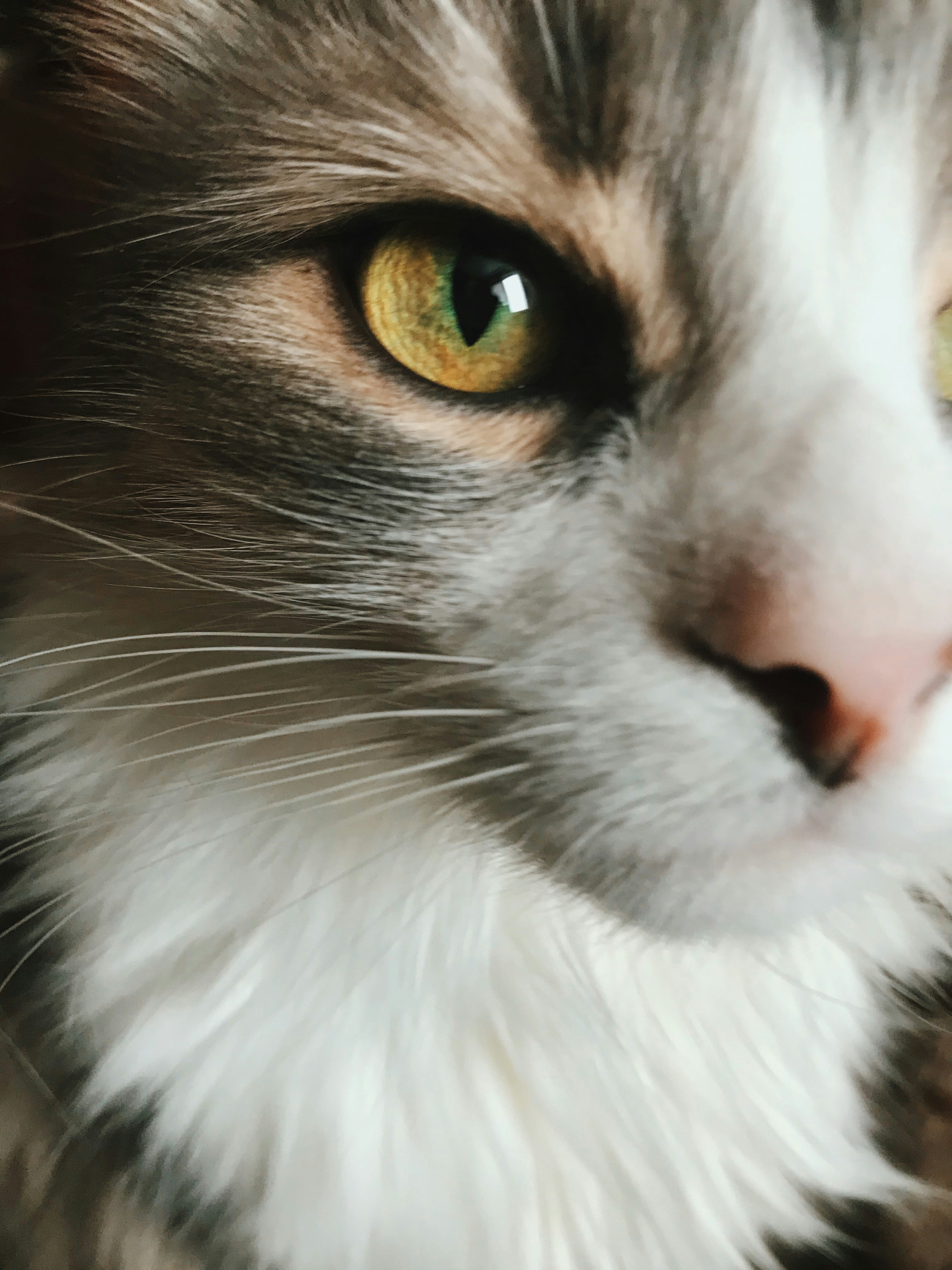 a close up of a cat with yellow eyes