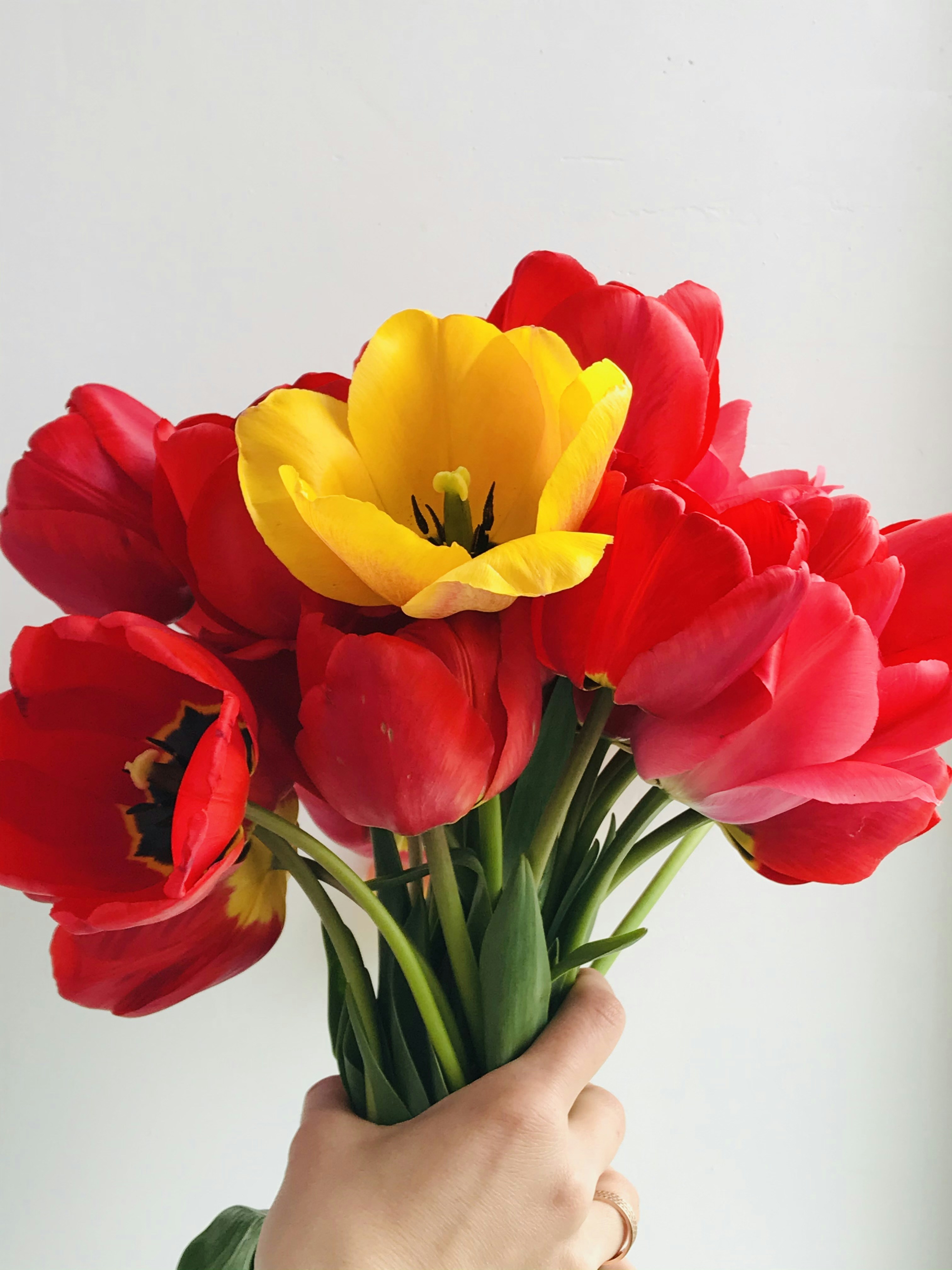 a hand holding a bouquet of red and yellow tulips