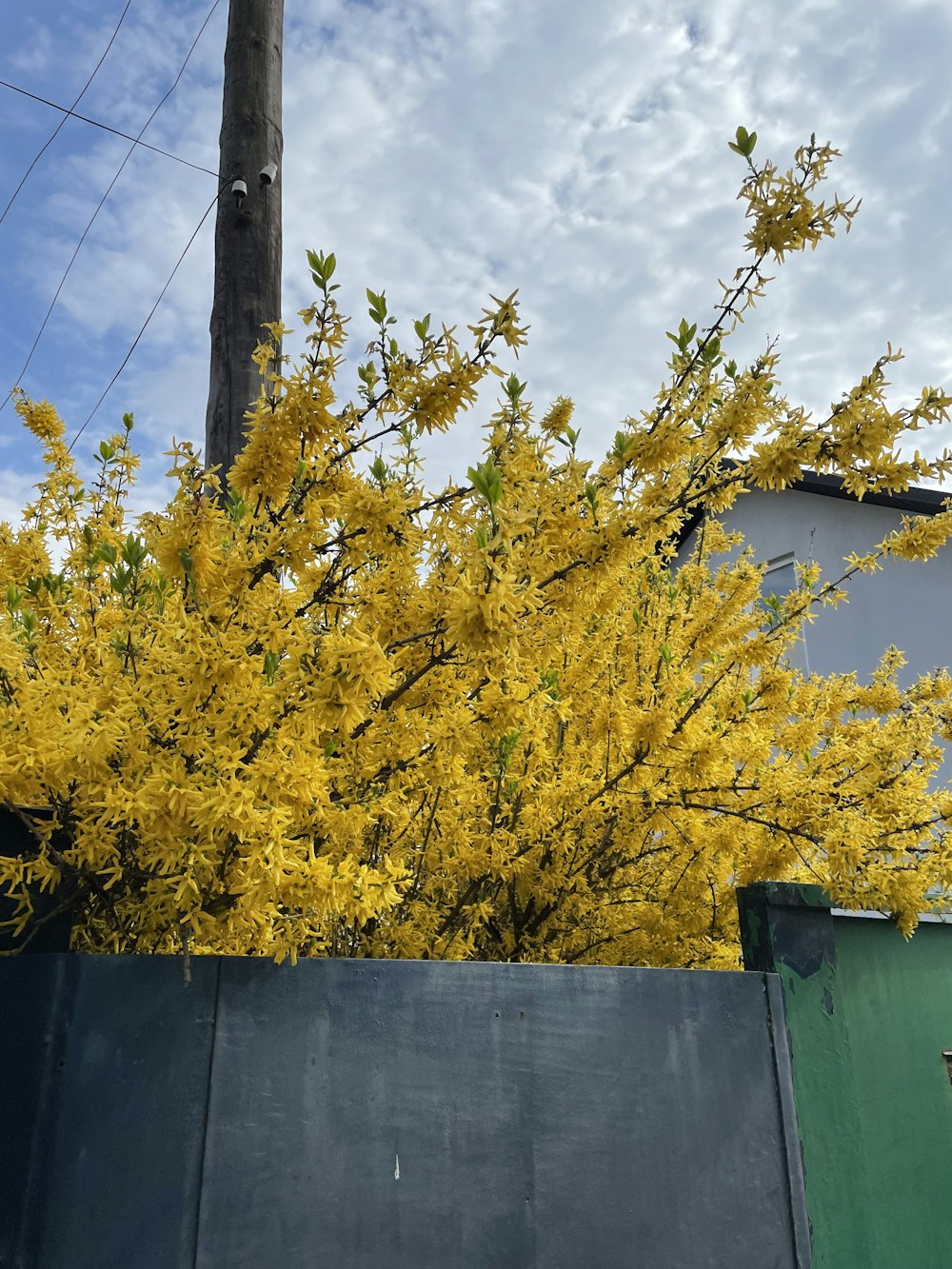 a bush with yellow flowers in front of a building