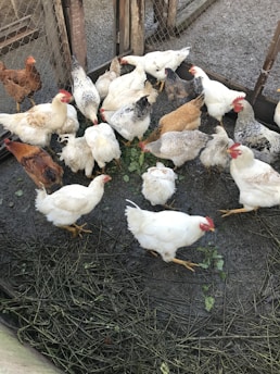 a bunch of chickens that are standing in the grass