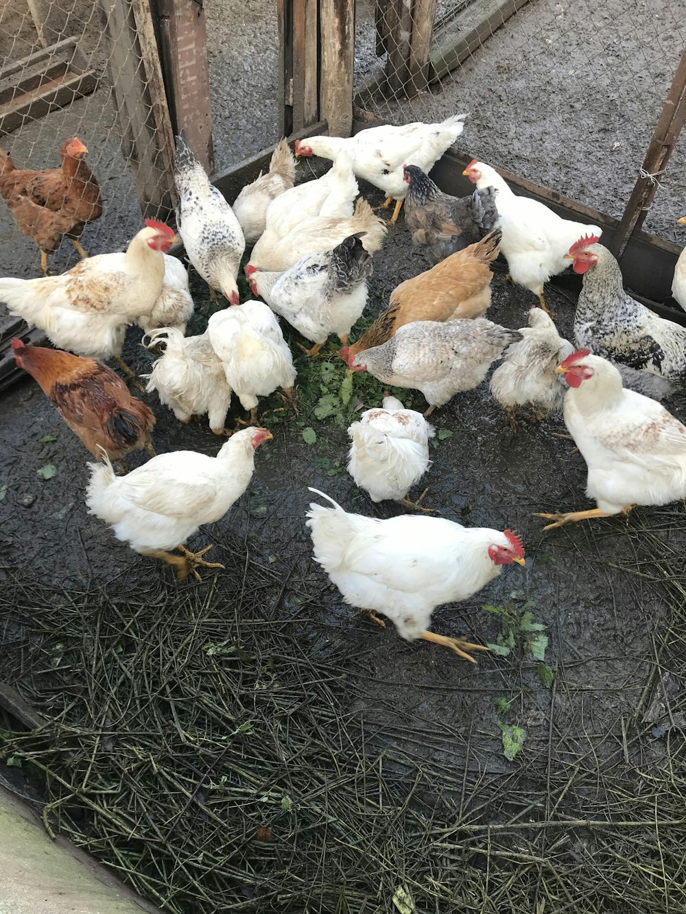 a bunch of chickens that are standing in the grass