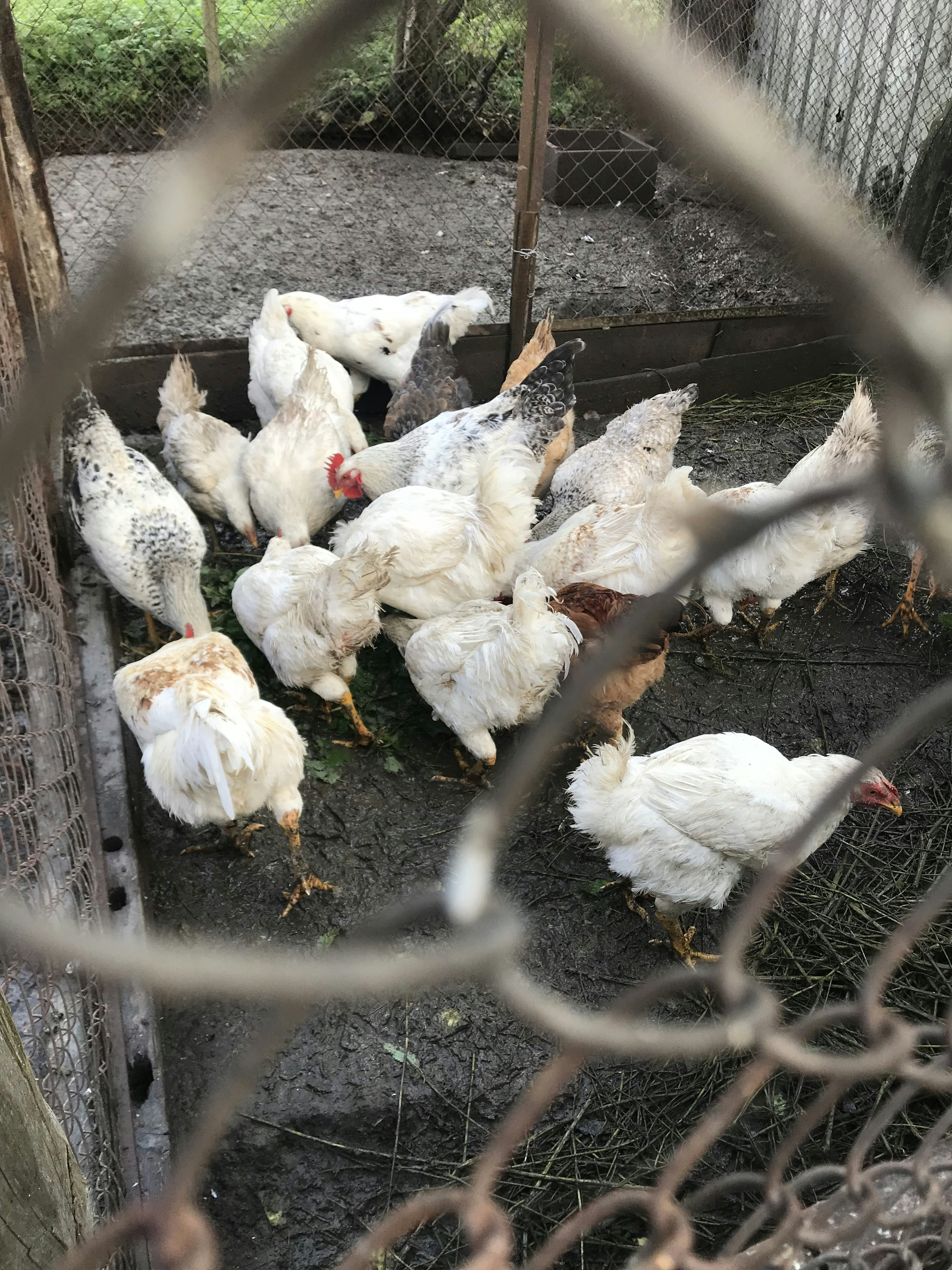 a bunch of chickens that are in a cage
