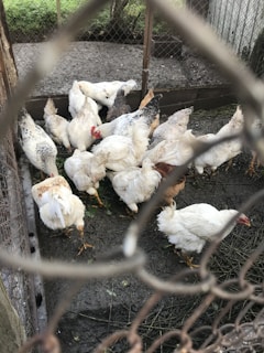 A group of chickens with white feathers and some brown markings are gathered in an enclosed outdoor area. The ground is covered with dirt and patches of grass. The fencing around the pen is visible, and there are some green plants in the background.