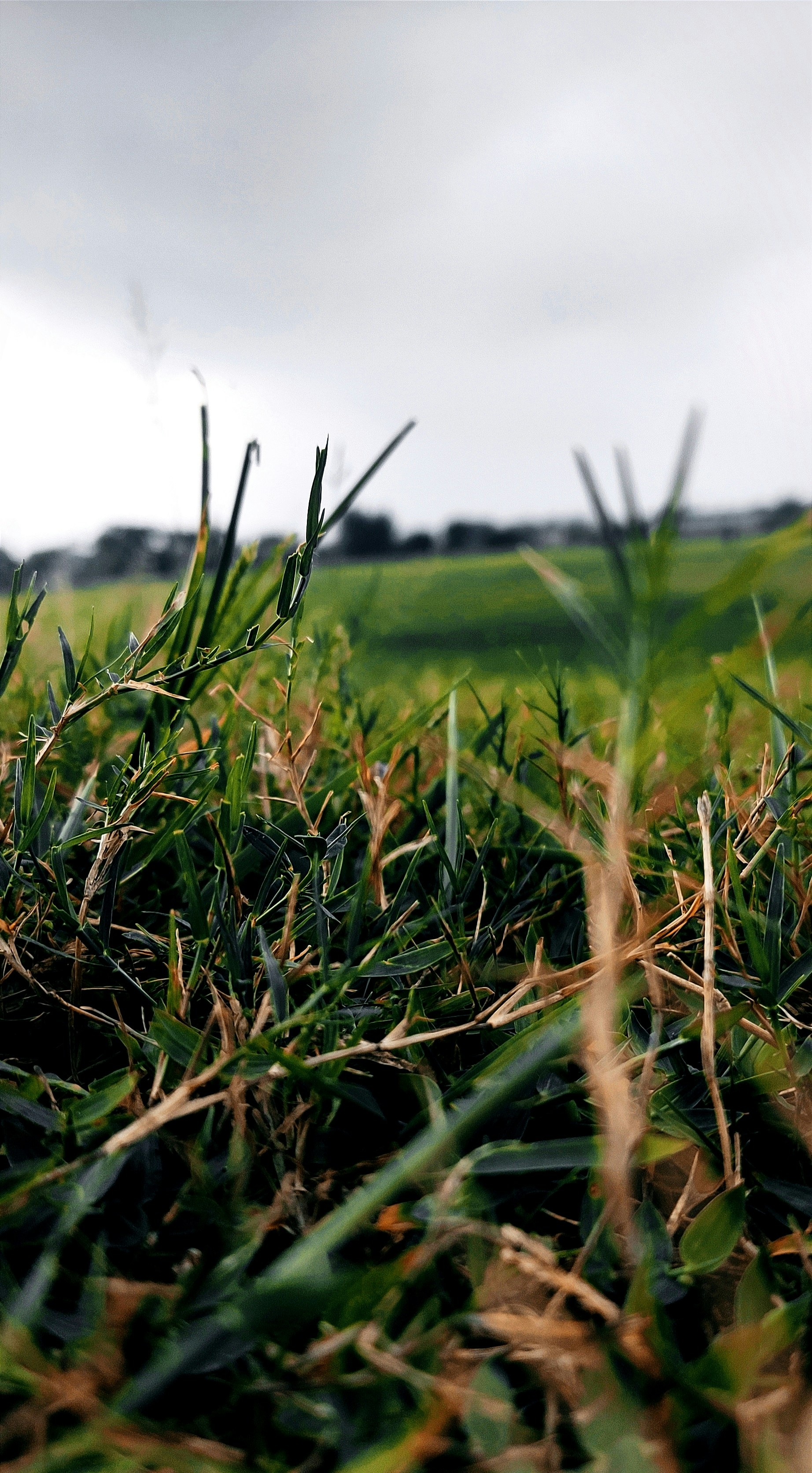a close up of a grass field with a sky in the background
