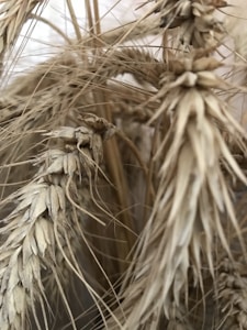 Organic Millet Collection