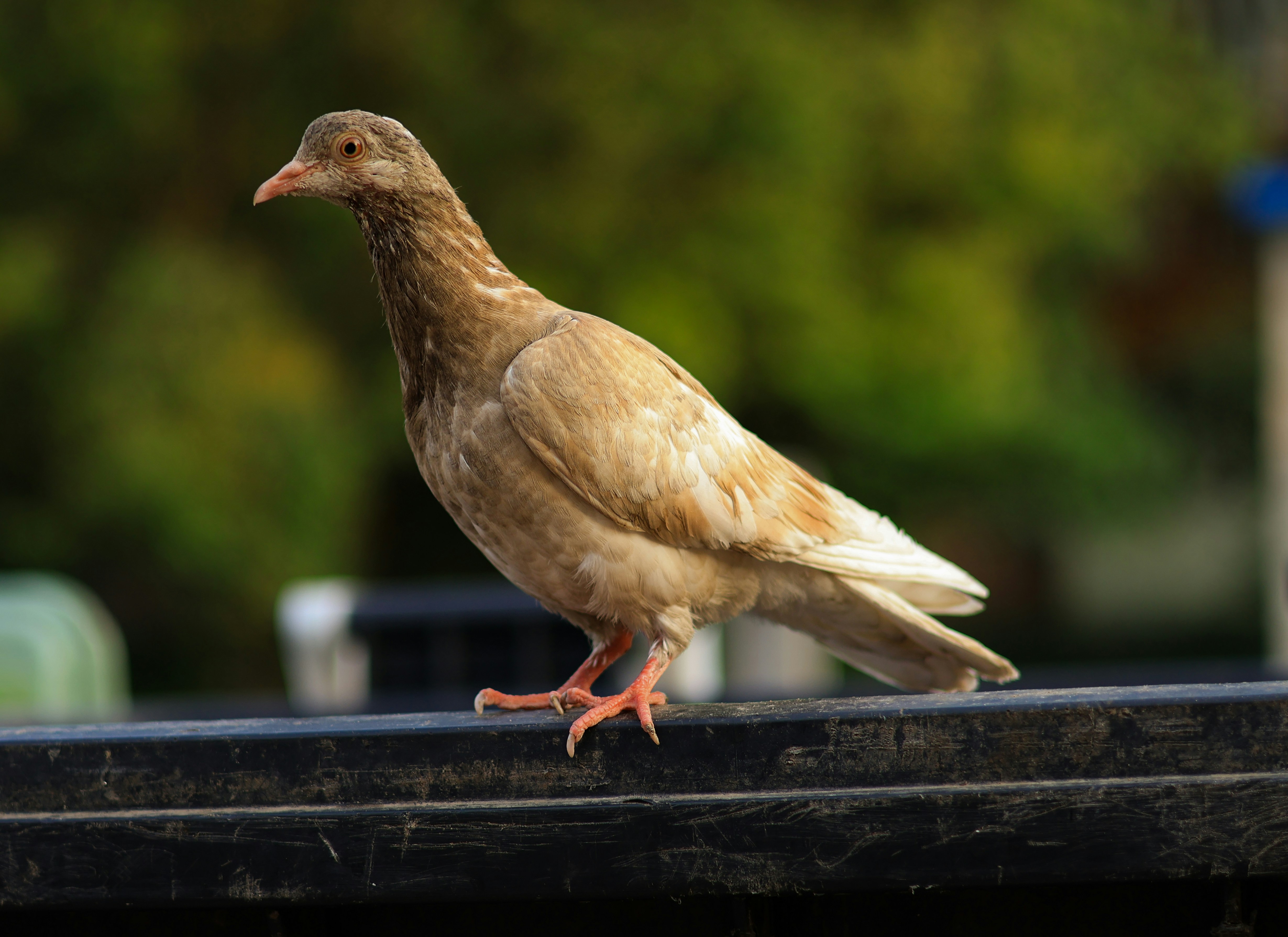 Photo by anyutakejbalo