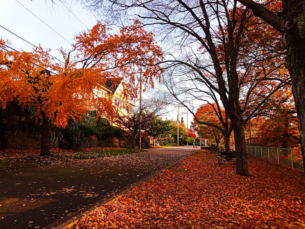 a leaf covered street with a bench and trees