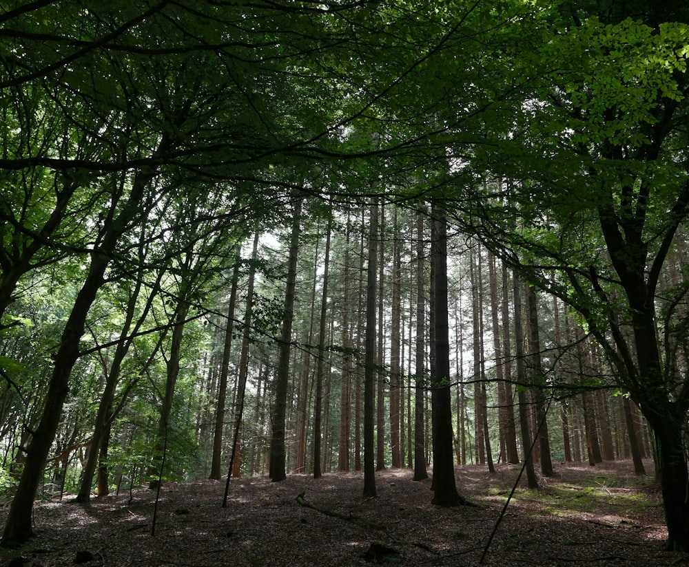 a forest filled with lots of tall trees