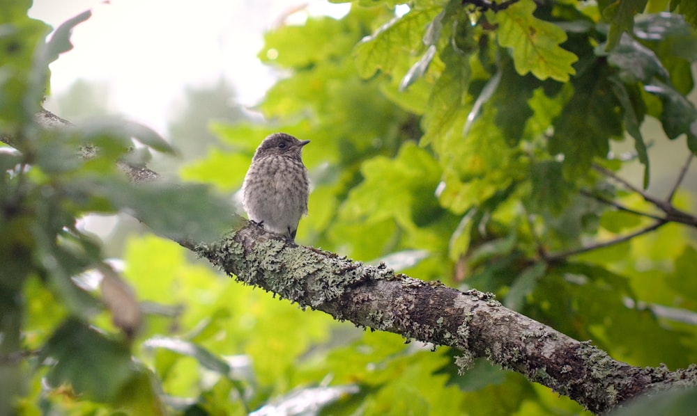 a small bird perched on a tree branch