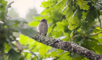 A cozy pine wood bird perch with vibrant green leaves in the background