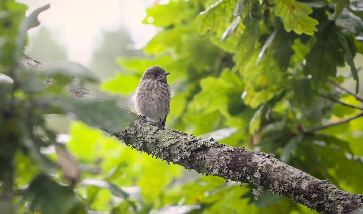 A cozy pine wood bird perch with vibrant green leaves in the background