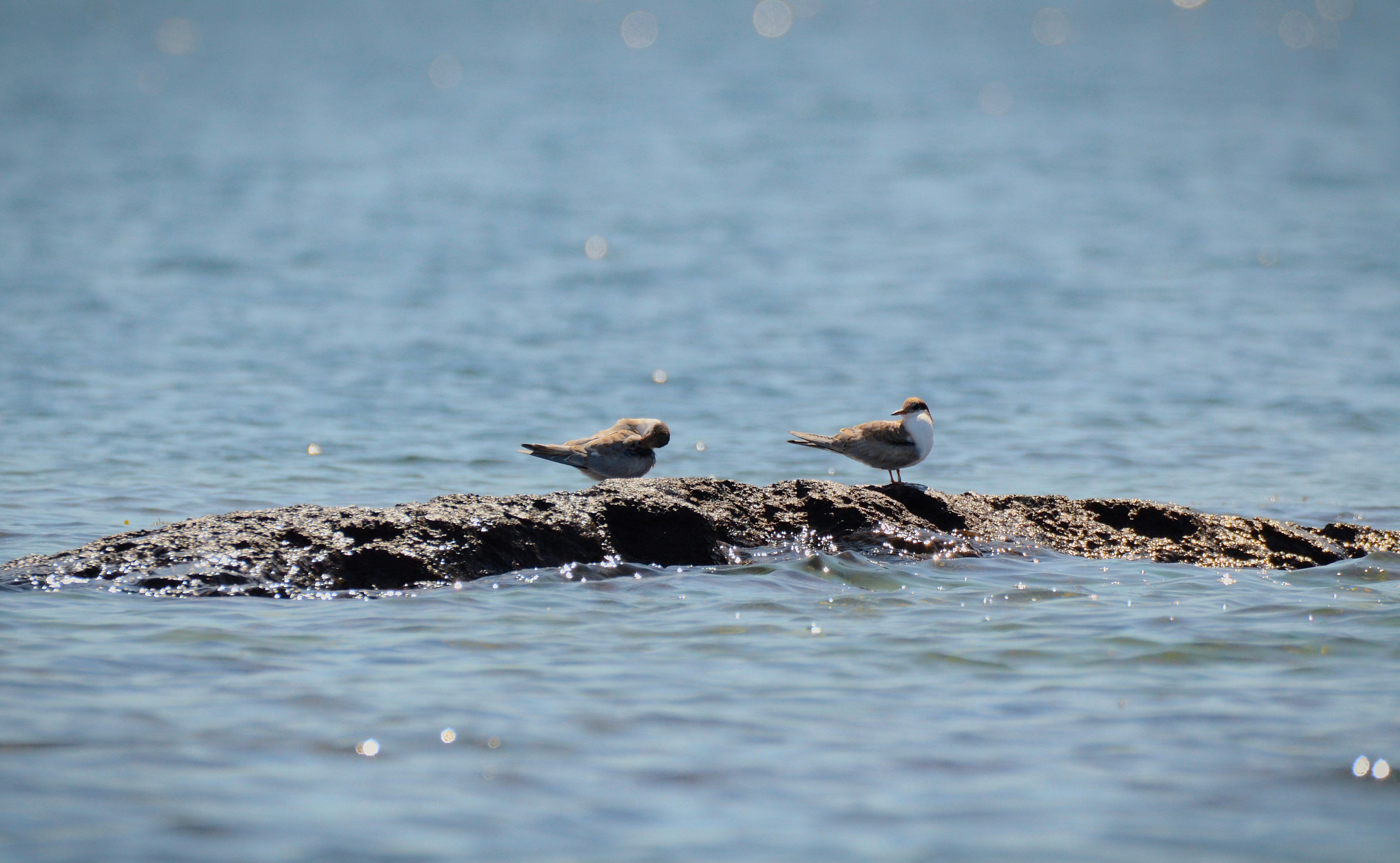 a couple of birds sitting on top of a rock in the water