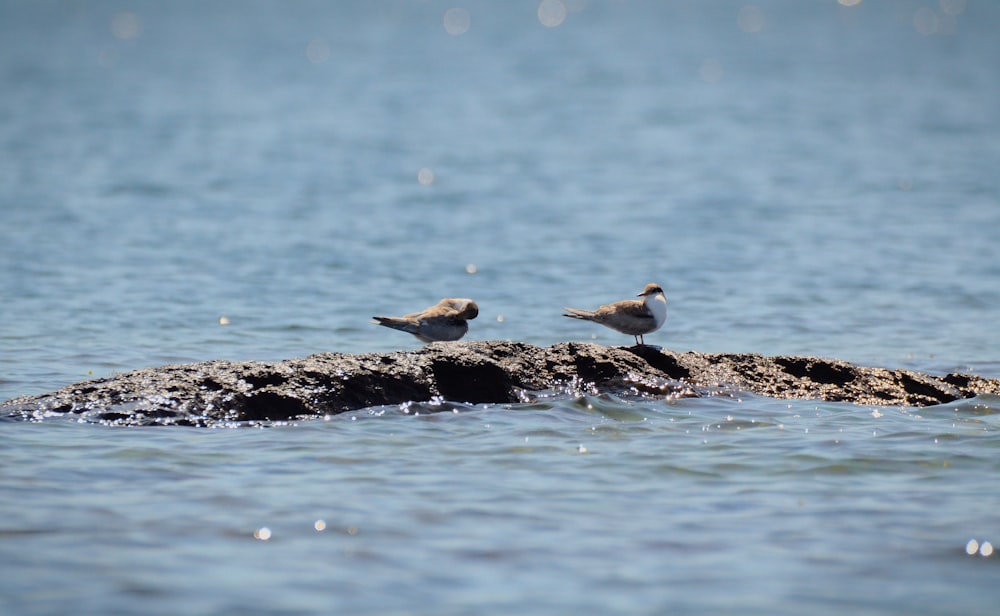 um casal de pássaros sentados em cima de uma rocha na água
