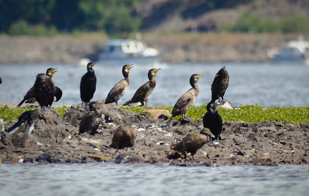 a flock of birds sitting on top of a rocky shore