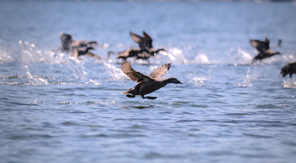 a flock of birds flying over a body of water