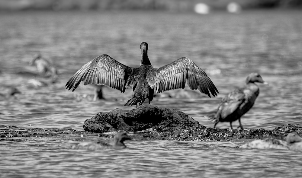 a flock of birds sitting on top of a body of water