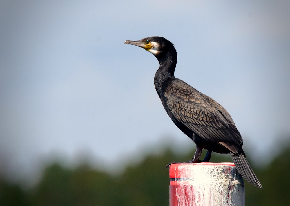 a black bird sitting on top of a red pole