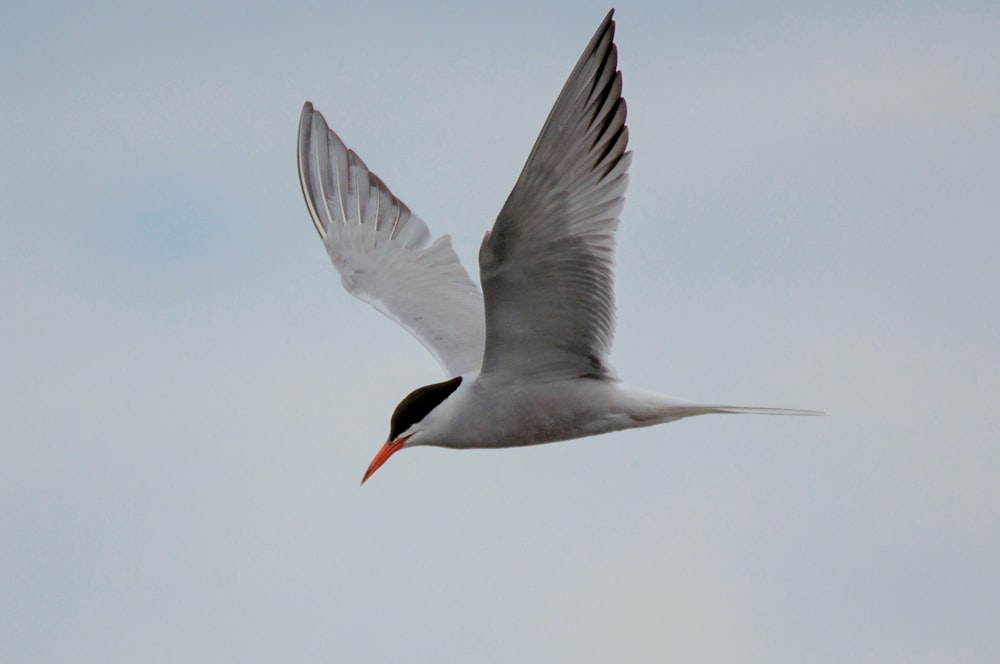 a white and black bird flying in the sky