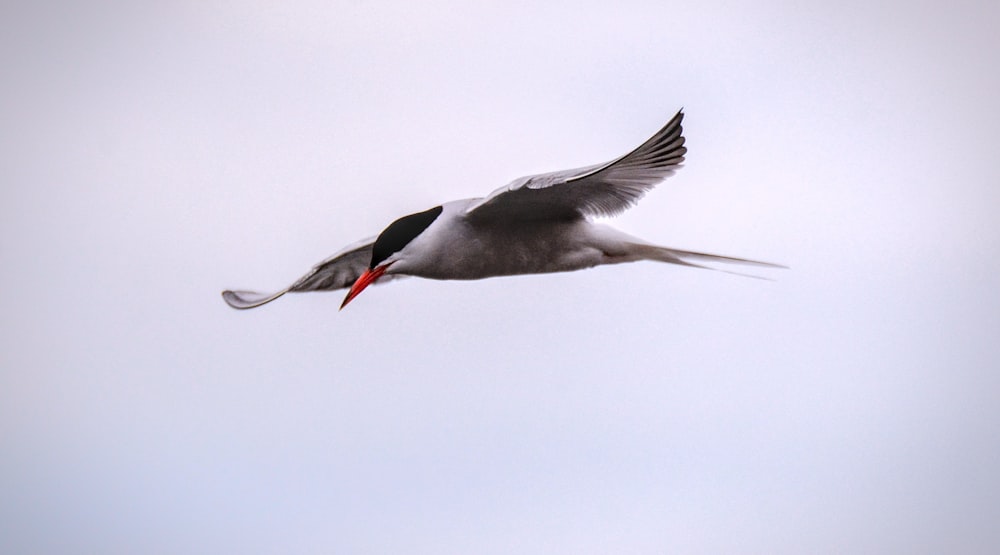 a seagull flying in the sky with a red beak