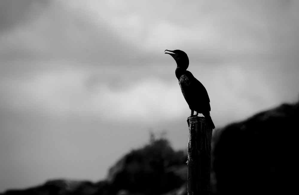 a black bird sitting on top of a wooden post