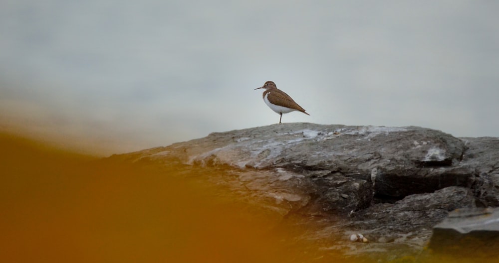 un uccello in piedi sulla cima di una grande roccia