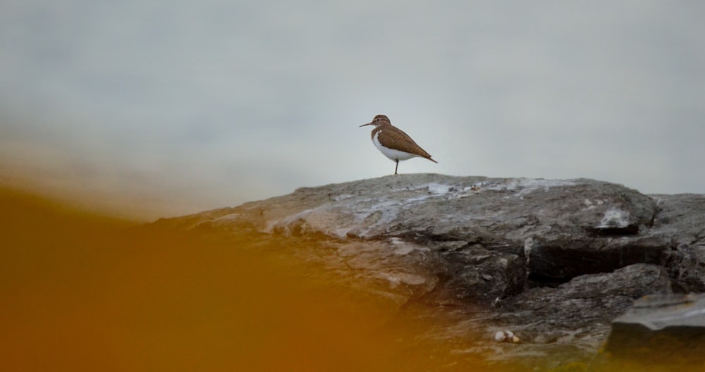 a bird standing on top of a large rock