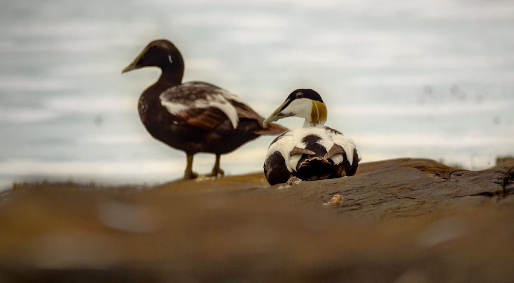 Un par de pájaros parados en la cima de una roca